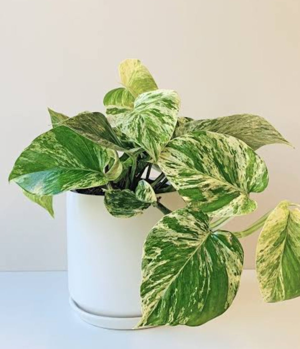 marble pothos nz Marble Queen x